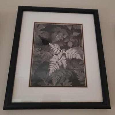 Six Framed & Matted Black and White Nature Scapes (KN-KD)