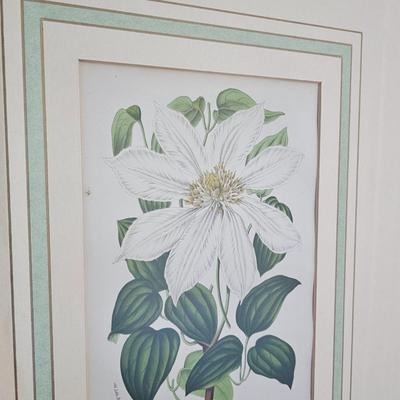 Framed Clematis Print (B1C-JS)
