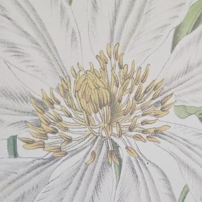Framed Clematis Print (B1C-JS)