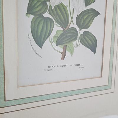 Framed Clematis Print (B1C-JS)