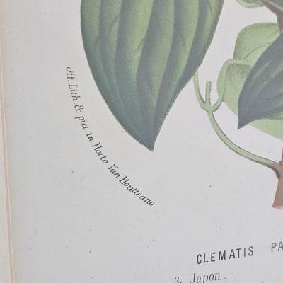 Framed Clematis Print (B1C-JS)