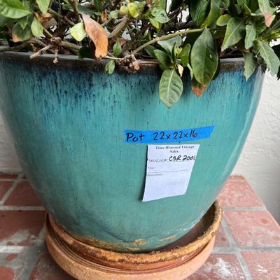 Gardenia Plant In Large Turquoise Glazed Ceramic Pot