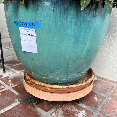 Gardenia Plant In Large Turquoise Glazed Ceramic Pot