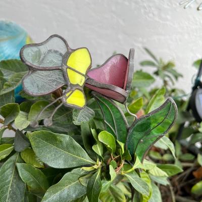 Gardenia Plant In Large Turquoise Glazed Ceramic Pot