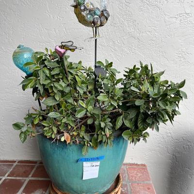 Gardenia Plant In Large Turquoise Glazed Ceramic Pot