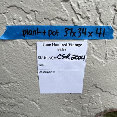 Variegated Bougainvillea in Large Glazed Ceramic Pot