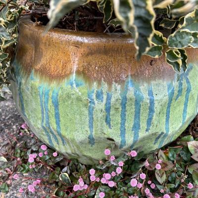 Variegated Bougainvillea in Large Glazed Ceramic Pot