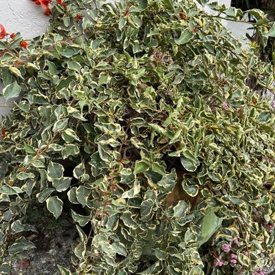 Variegated Bougainvillea in Large Glazed Ceramic Pot