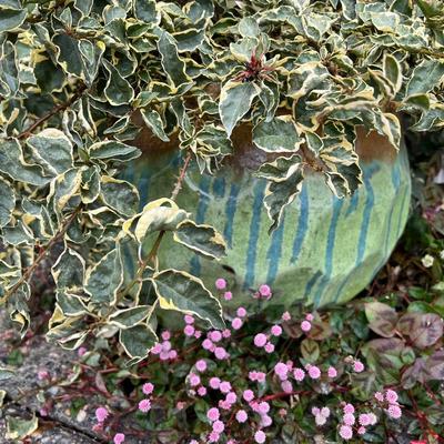 Variegated Bougainvillea in Large Glazed Ceramic Pot