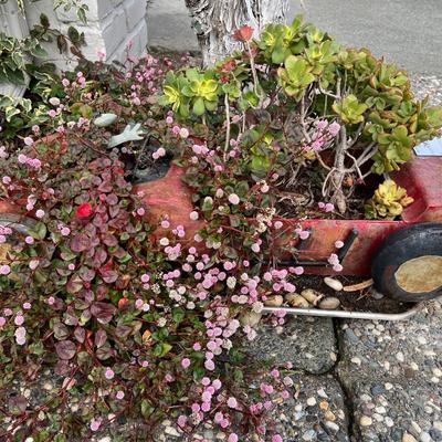 Metal Car Planter with Succulents