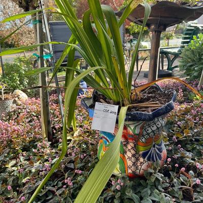 SOLD Talavera Planter with Cymbidium