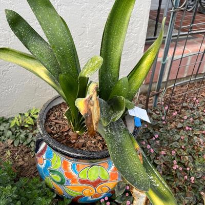 Sold Talavera Planter With Live Orchid