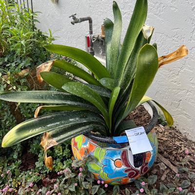 Sold Talavera Planter With Live Orchid