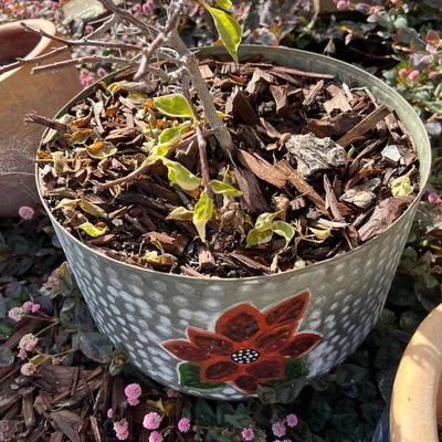 Garden Sherpard's Hooks and Decor