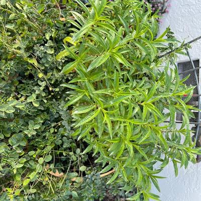 Clay Planter with Live plants