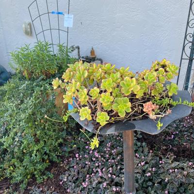 Clay Planter with Live plants