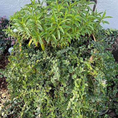 Clay Planter with Live plants