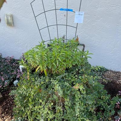 Clay Planter with Live plants