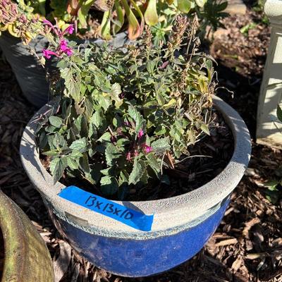 Live potted Plants in pots with decor