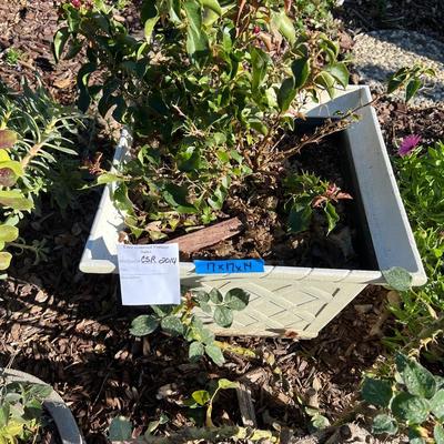 Live potted Plants in pots with decor