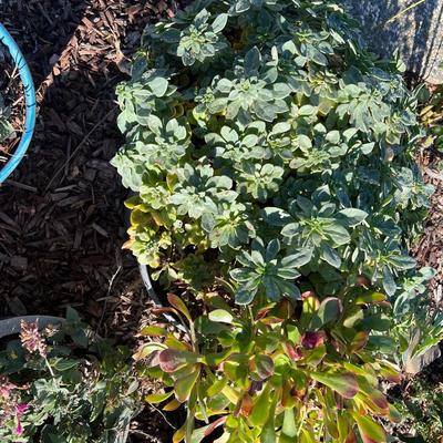 Live potted Plants in pots with decor