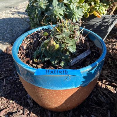 Live potted Plants in pots with decor
