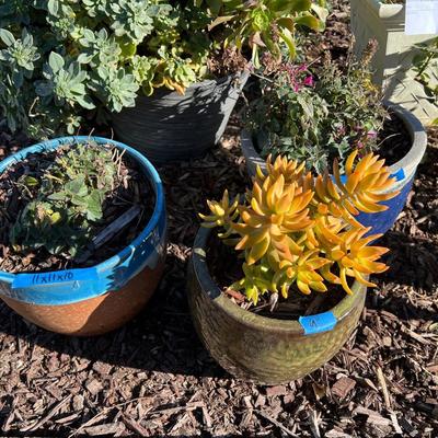 Live potted Plants in pots with decor