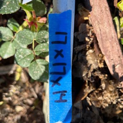 Live potted Plants in pots with decor