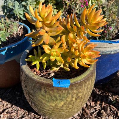 Live potted Plants in pots with decor