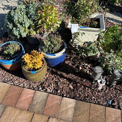 Live potted Plants in pots with decor