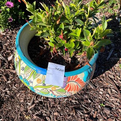 Talavera Planter with Live Mandevilla Plant