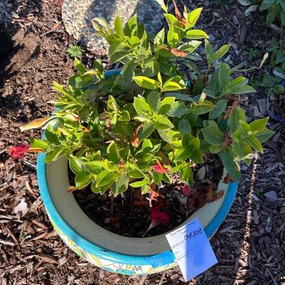 Talavera Planter with Live Mandevilla Plant