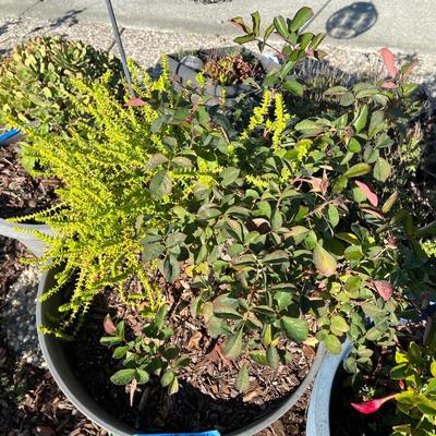 Plastic and Ceramic Pots with Live Plants