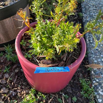 Plastic and Ceramic Pots with Live Plants