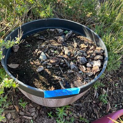 Plastic and Ceramic Pots with Live Plants