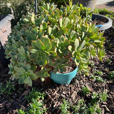 Plastic and Ceramic Pots with Live Plants