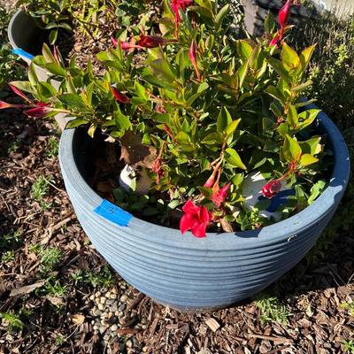 Plastic and Ceramic Pots with Live Plants