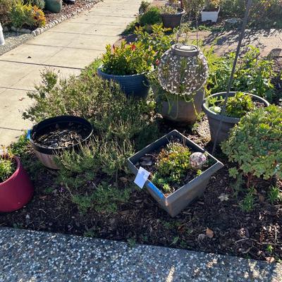 Plastic and Ceramic Pots with Live Plants