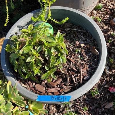 Plastic and Ceramic Pots with Live Plants