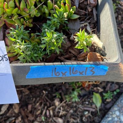 Plastic and Ceramic Pots with Live Plants