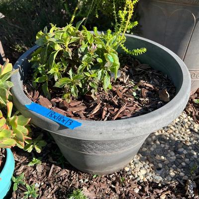Plastic and Ceramic Pots with Live Plants