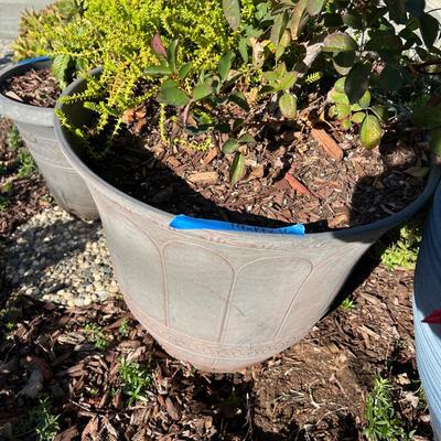 Plastic and Ceramic Pots with Live Plants