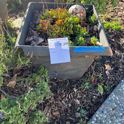 Plastic and Ceramic Pots with Live Plants