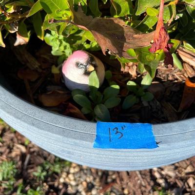 Plastic and Ceramic Pots with Live Plants