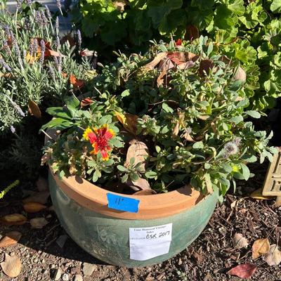 Live Succulents in Ceramic and Plastic Planters