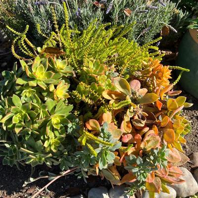 Live Succulents in Ceramic and Plastic Planters