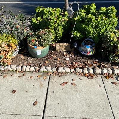 Live Succulents in Ceramic and Plastic Planters
