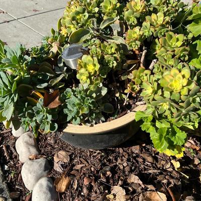 Live Succulents in Ceramic and Plastic Planters
