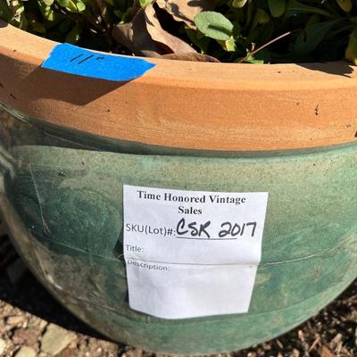 Live Succulents in Ceramic and Plastic Planters