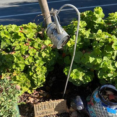 Live Succulents in Ceramic and Plastic Planters